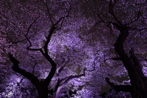 夜桜　2